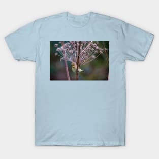 Young Willow Warbler sitting amongst Cow Parsley T-Shirt